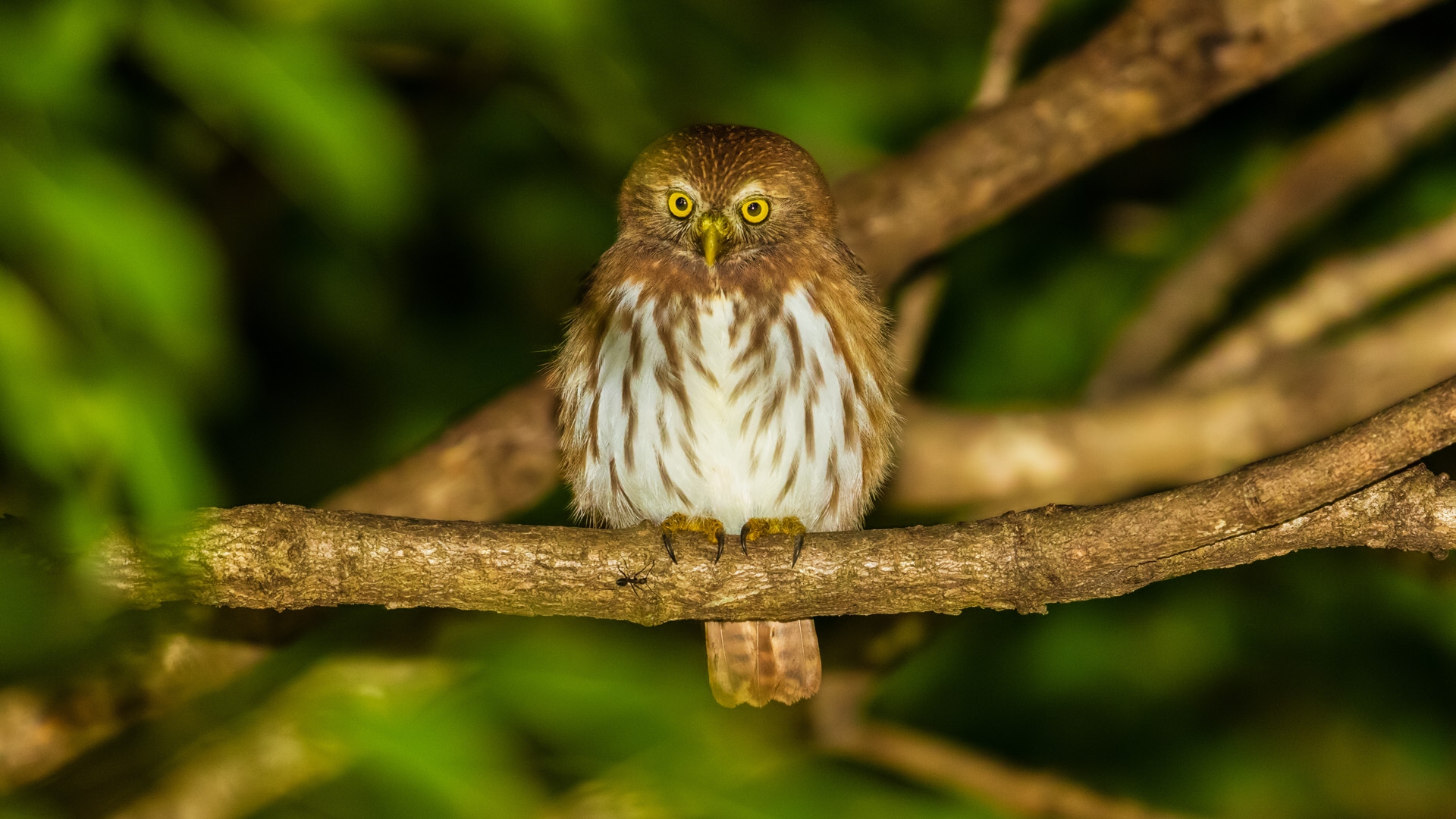 Ferruginous Pygmy-Owl (Glaucidium brasilianum)